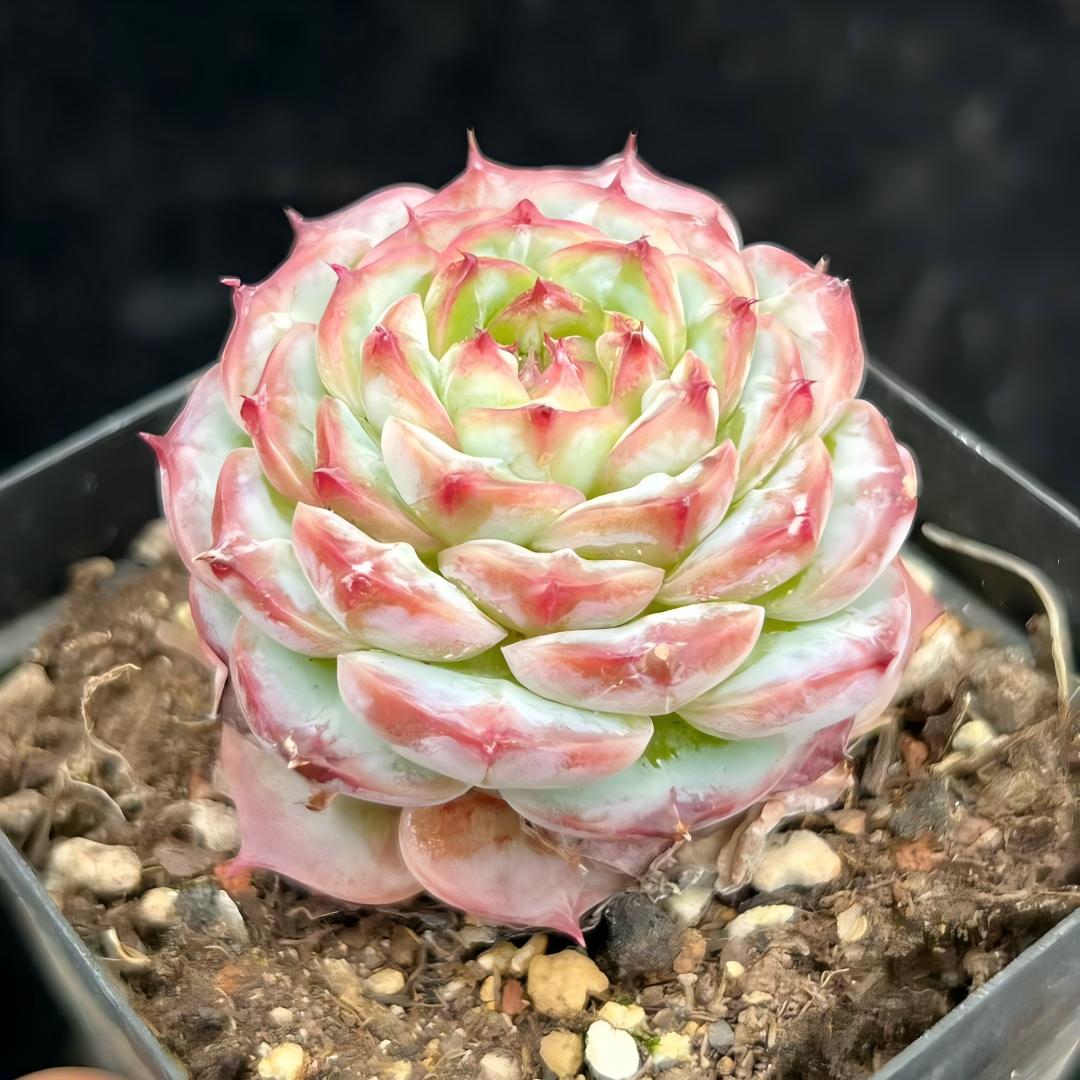 22252 ポメグラニットHyb(7cm pot)