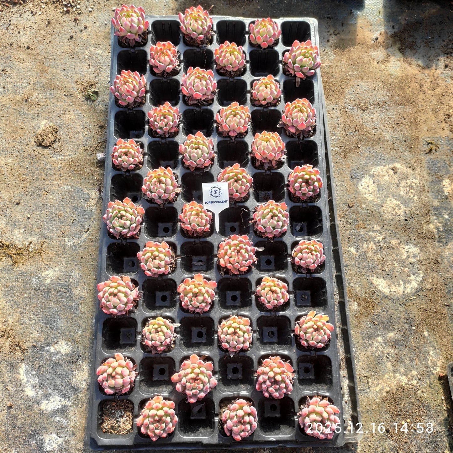 23534 ブルーエルフ(3cm pot)