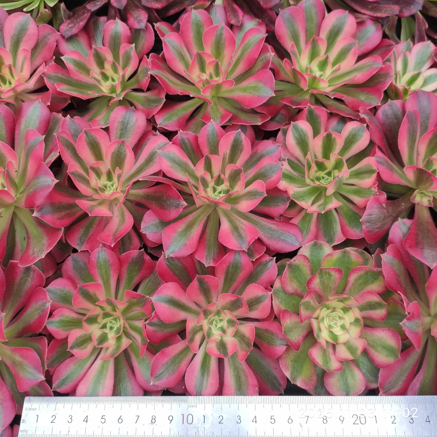 4809 アエオニウムピンクガール(7cm pot)