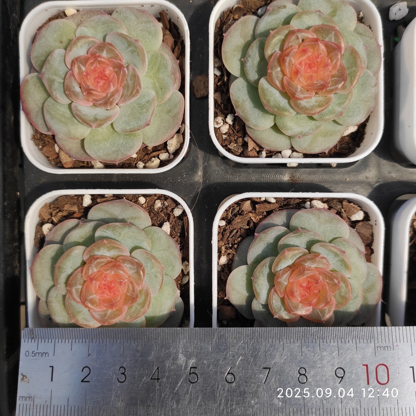 MMY1124 キャンディー ハートHyb(6.3cm pot)