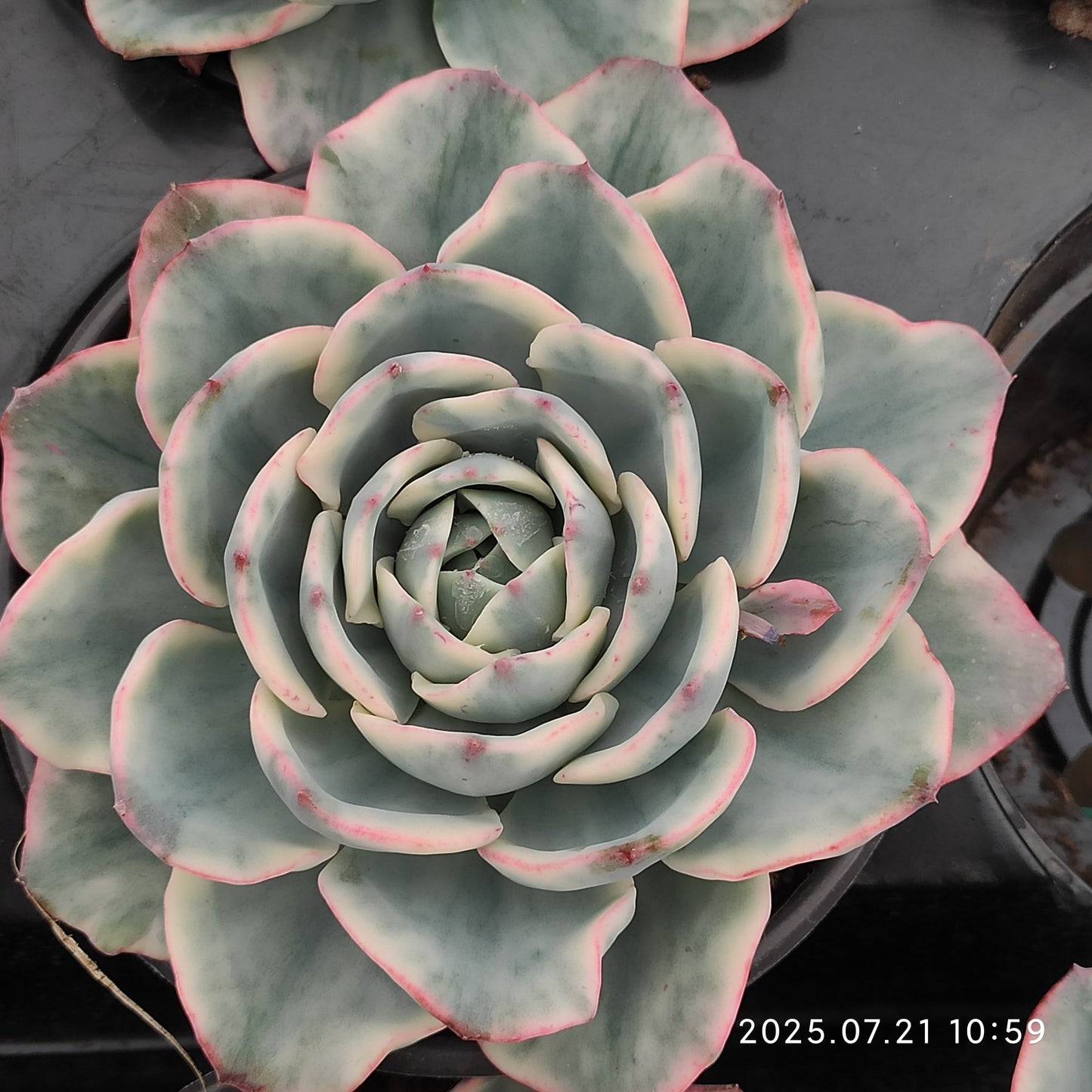 MMY1035 ピーチス&クリーム錦(12cm pot)