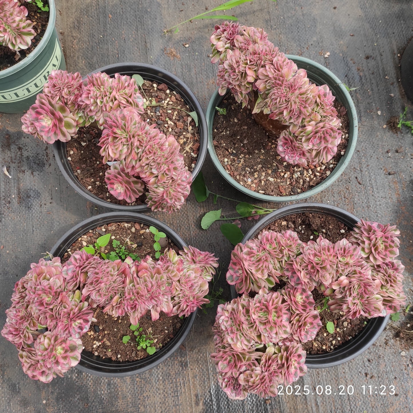 YF467 アエオニウム ゴージャス綴化(20cm pot)