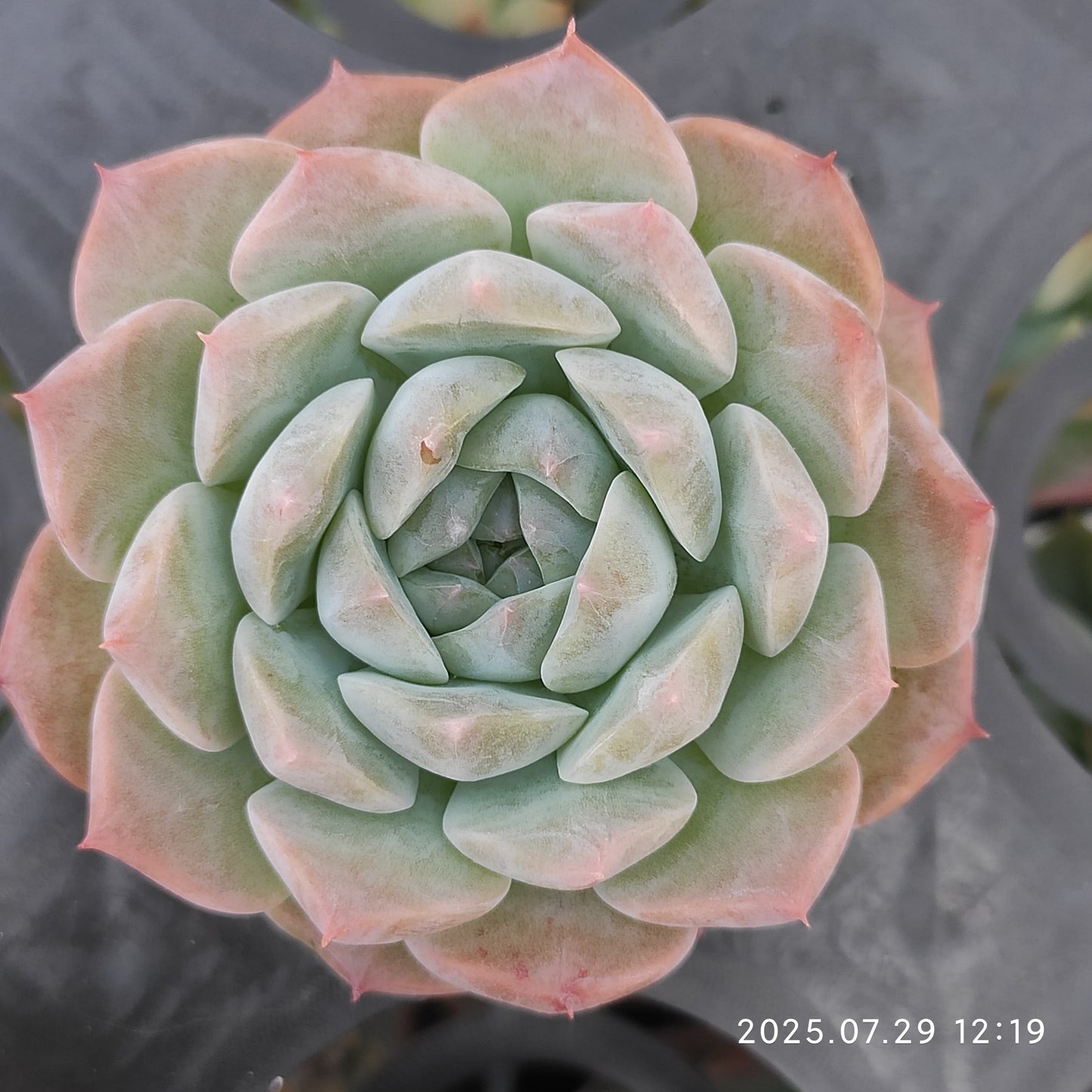 ZZA251 パープル ドリームワールド(5.5cm pot)