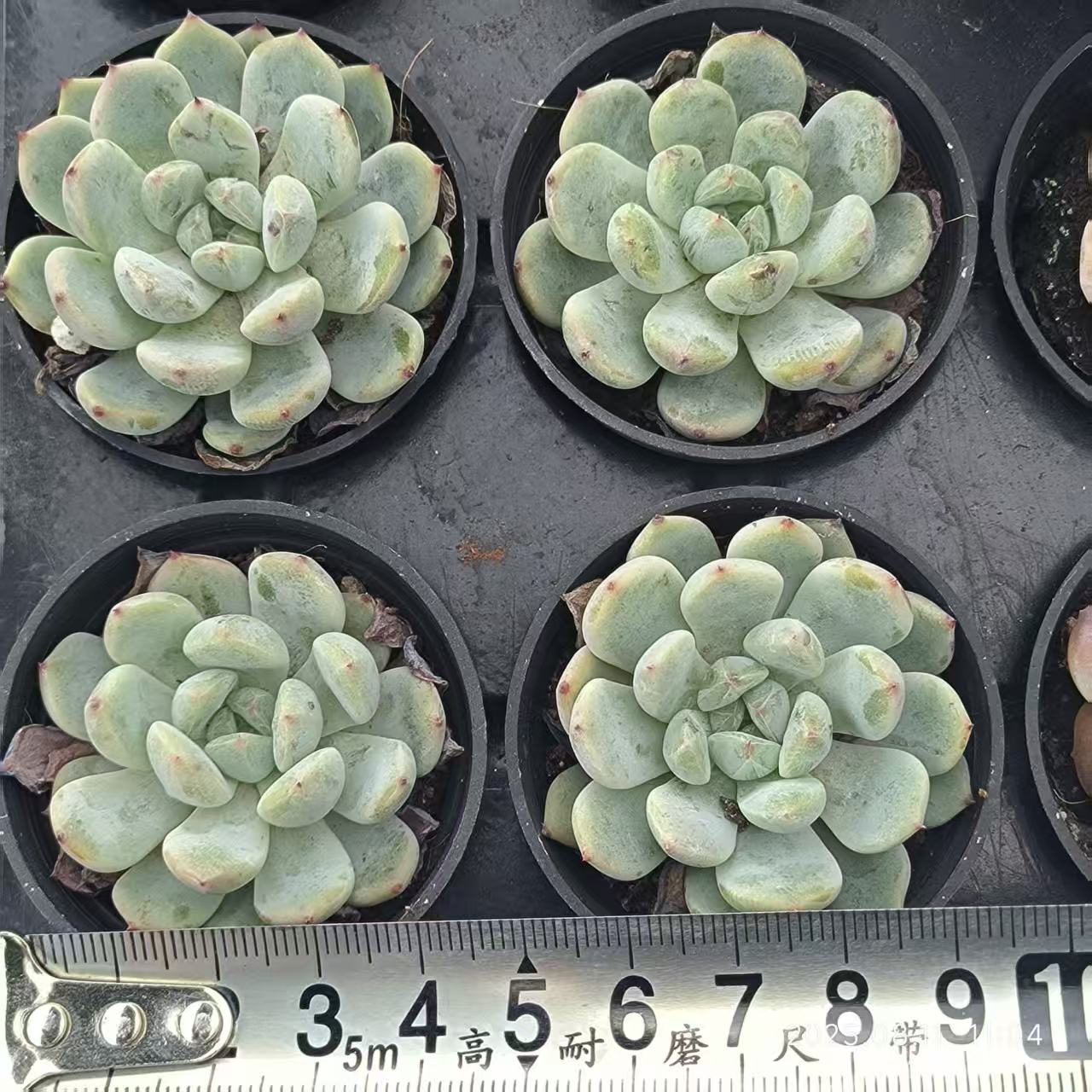 JC050 ビヨンテ (5cm pot)