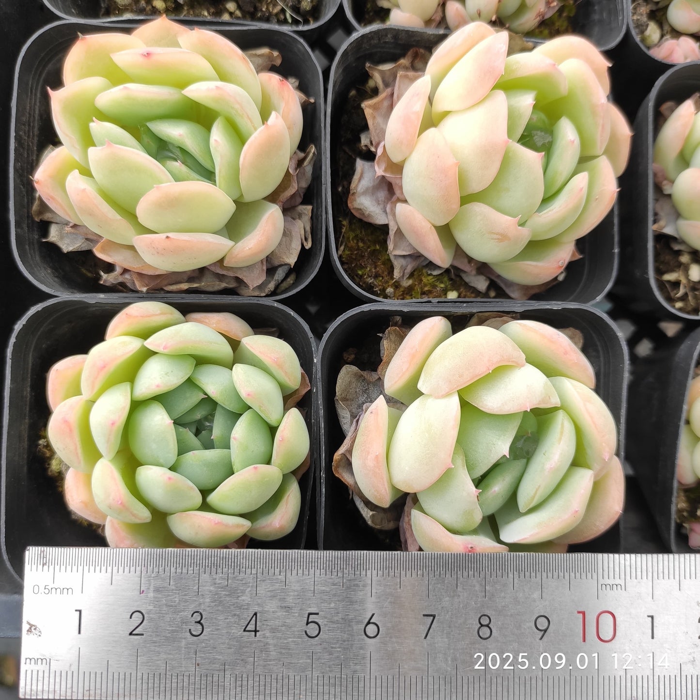 QN840 レッド エレガンスHyb(6.5cm pot)