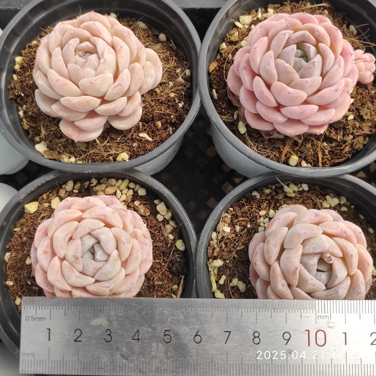 SKL409 スノーフェイス x スリョン(9cm pot)