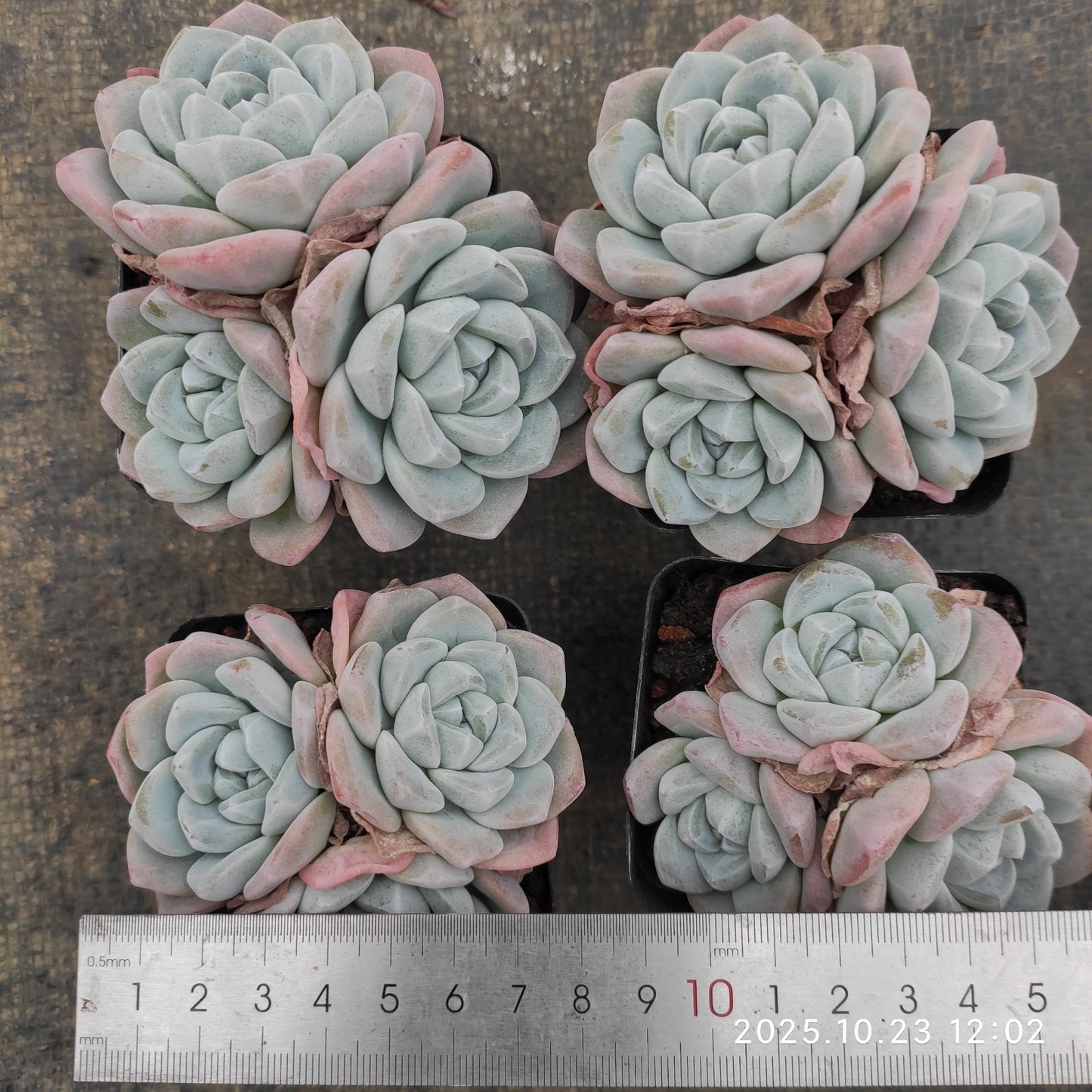 21663 アイスグリーン(7cm pot)