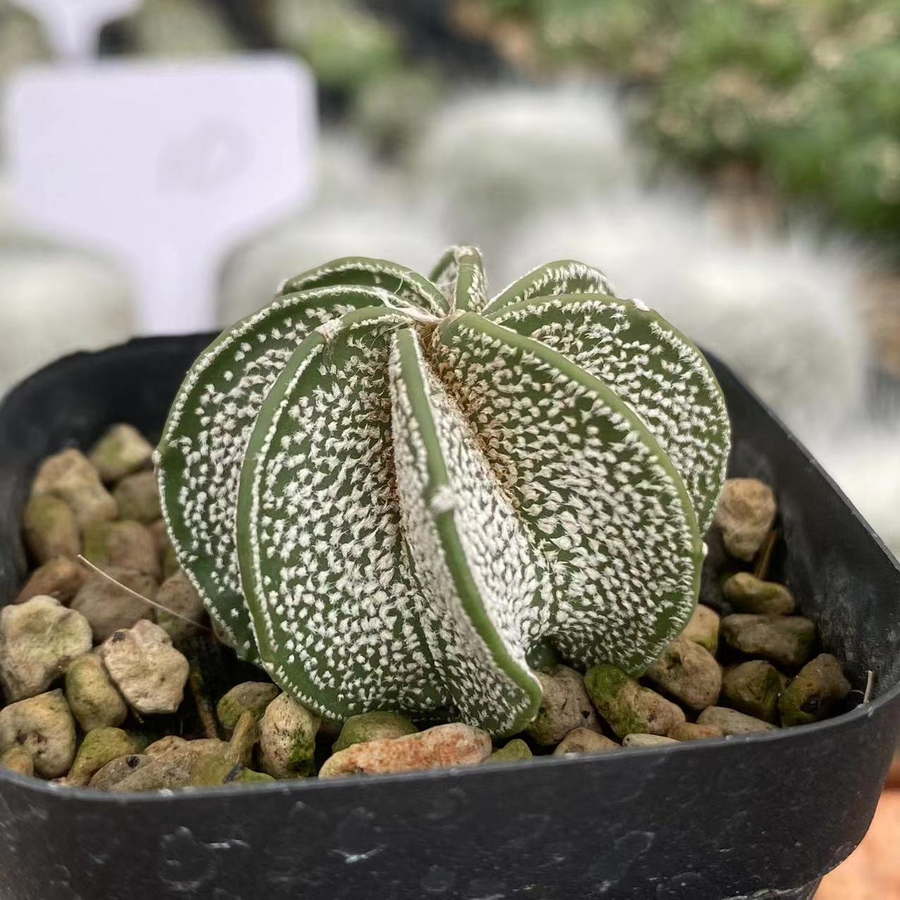 ZL420 アストロフィツム・カプリコーン(9cm pot)