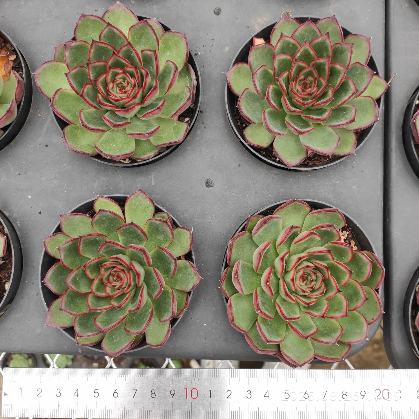 XY235 ファイヤーフライ(9cm pot)