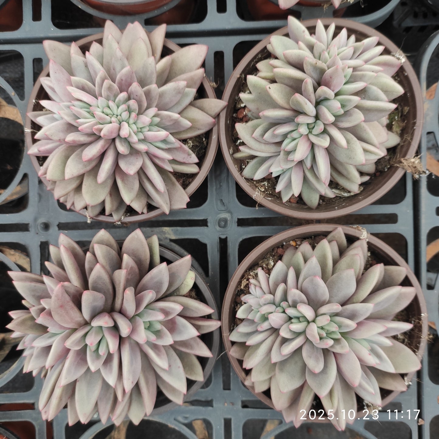 THEH025 ルビードナ綴化(12cm pot)