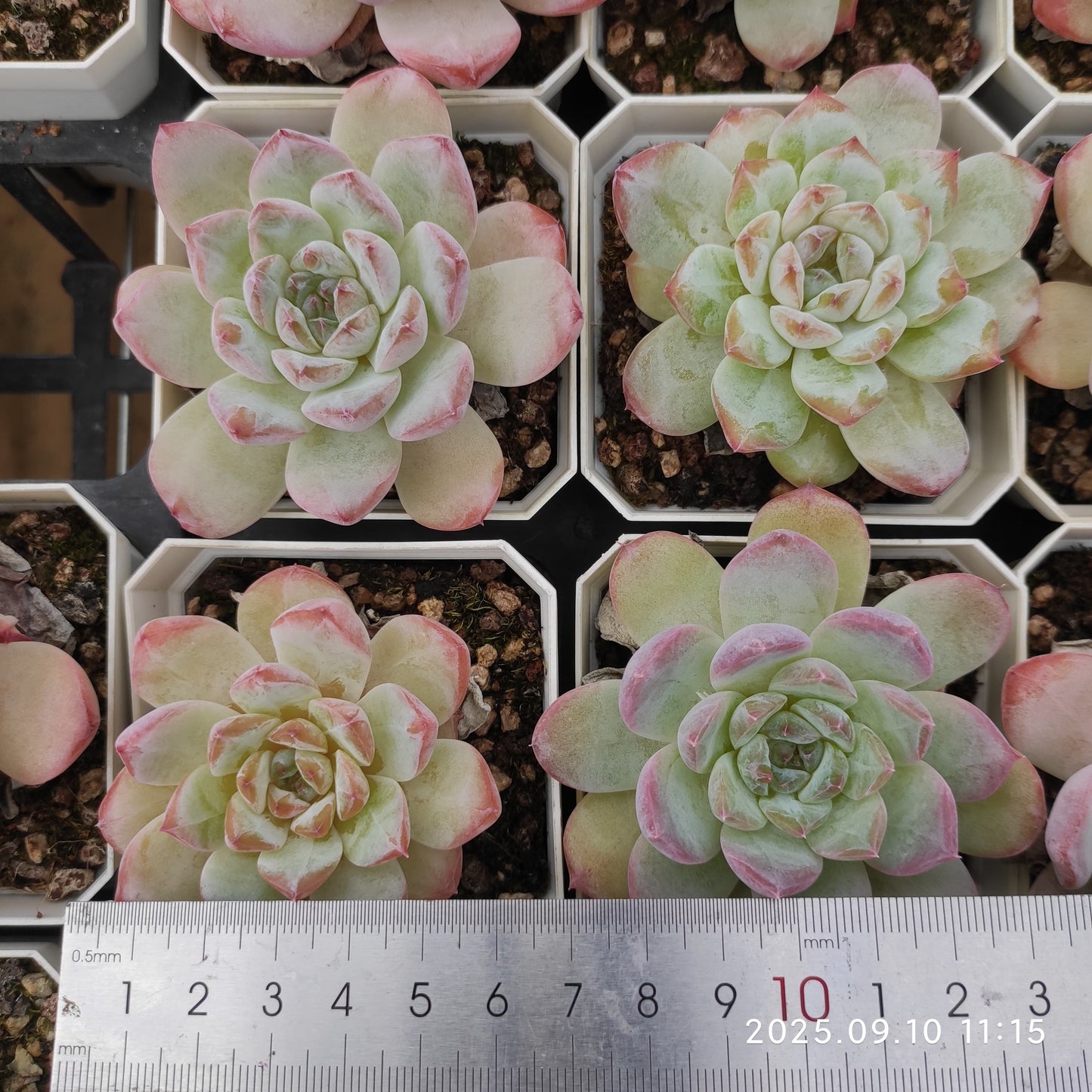HG020 マルガン x アイス スピリット(7cm pot)