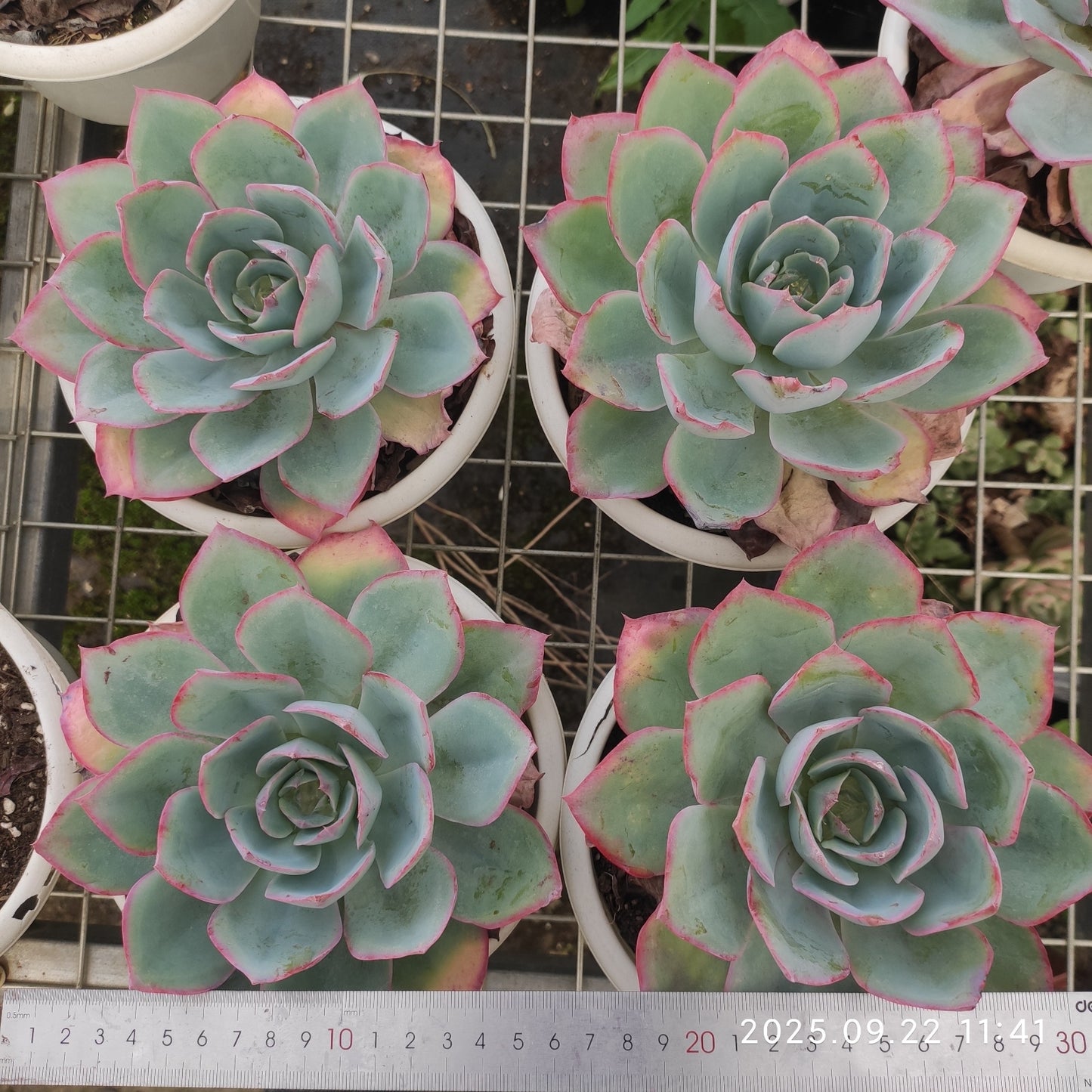 ZAJ058 ブルーライト(18cm pot)
