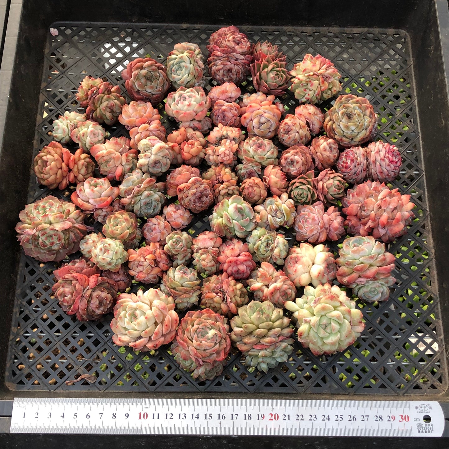 BL2121-007 ミックス苗