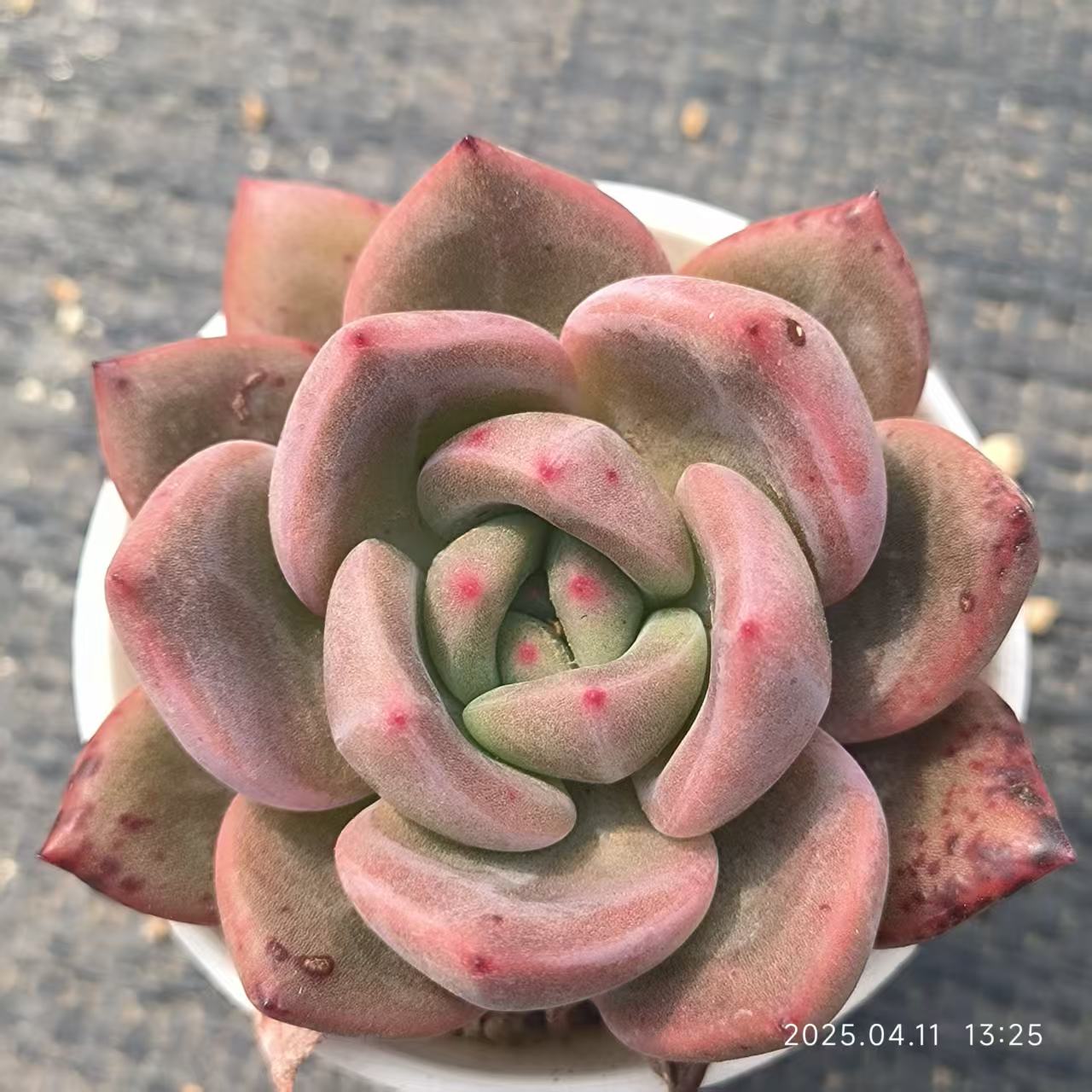 RDD144 ラブバードズ(6.5 cm pot)