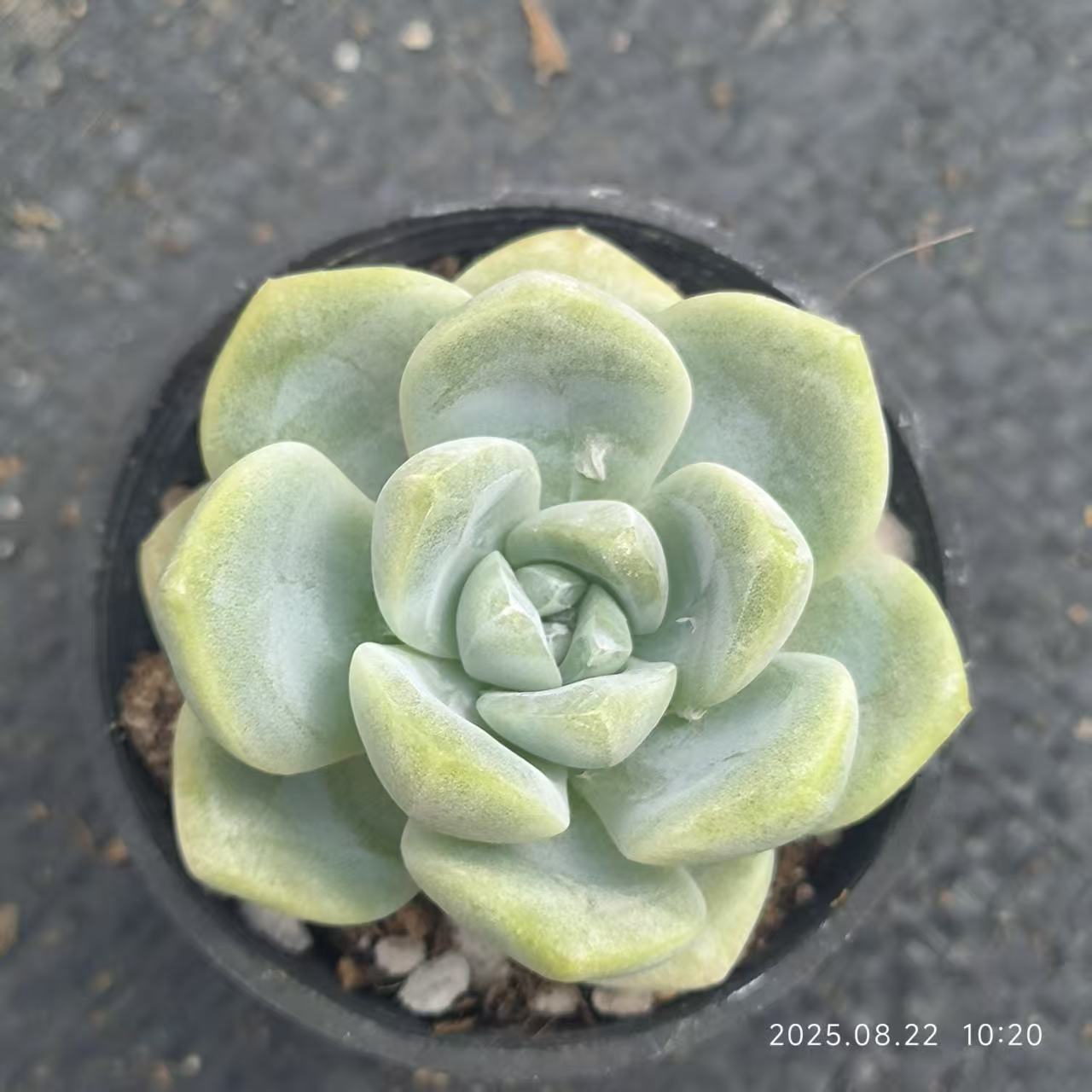 LYC191 アイスグリーン(6.5cm pot)