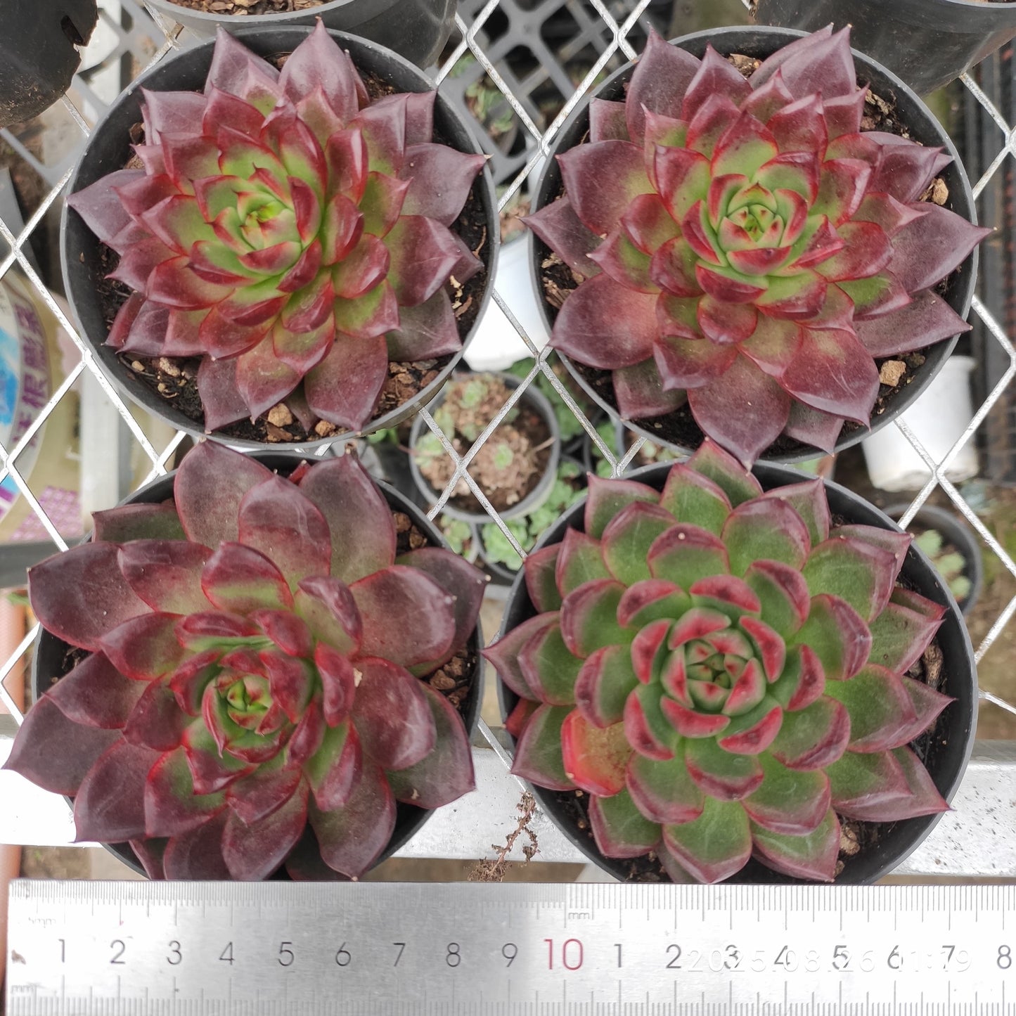 XY254 ロビンHyb(9cm pot)