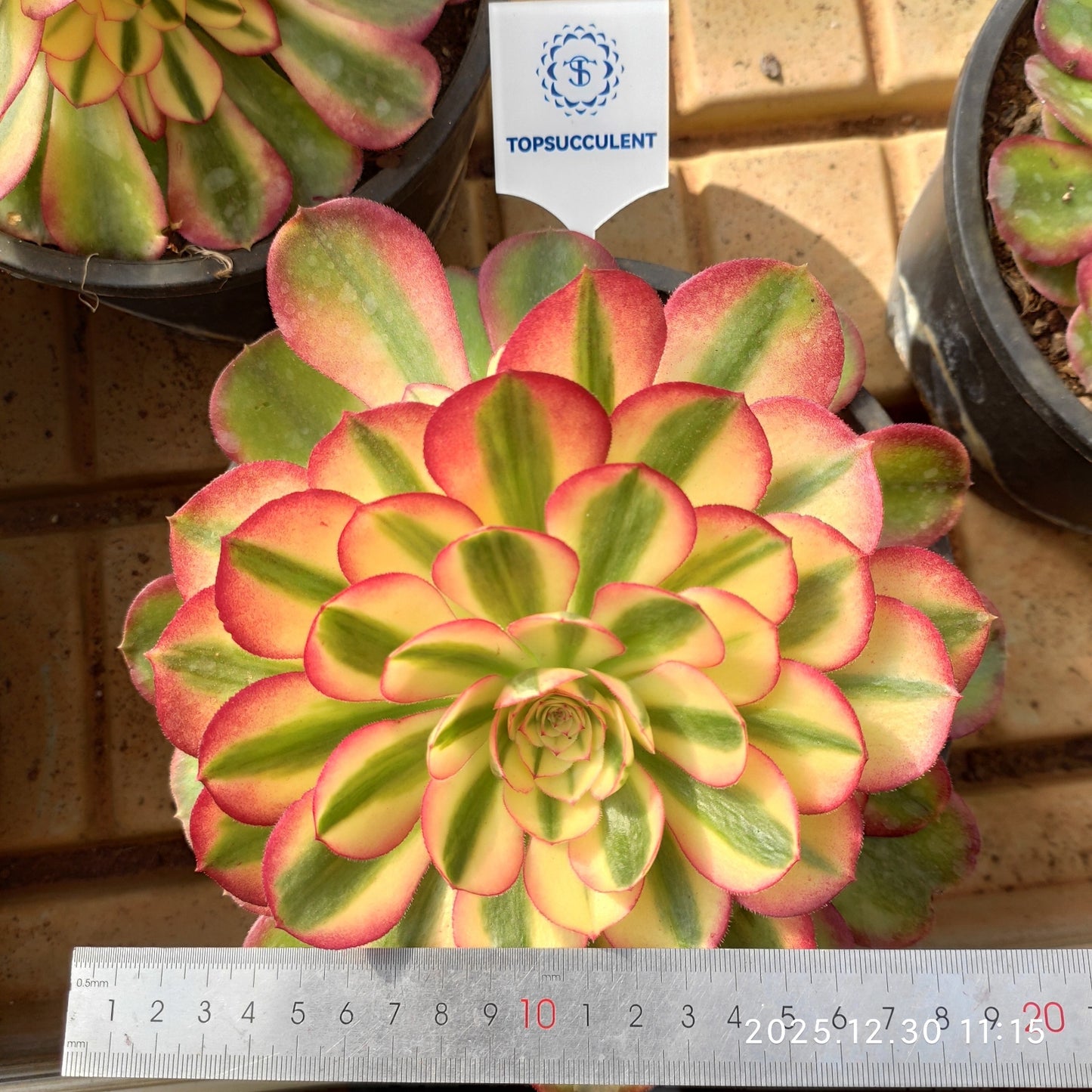 24040 アエオニウム ライチー