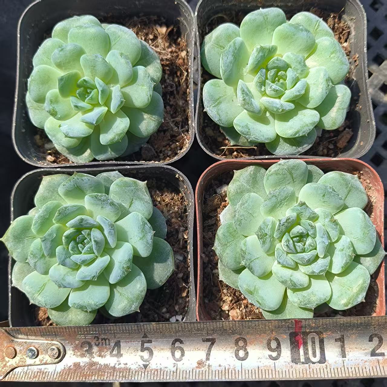 KD069 スノーフェイス(6.5cm pot)