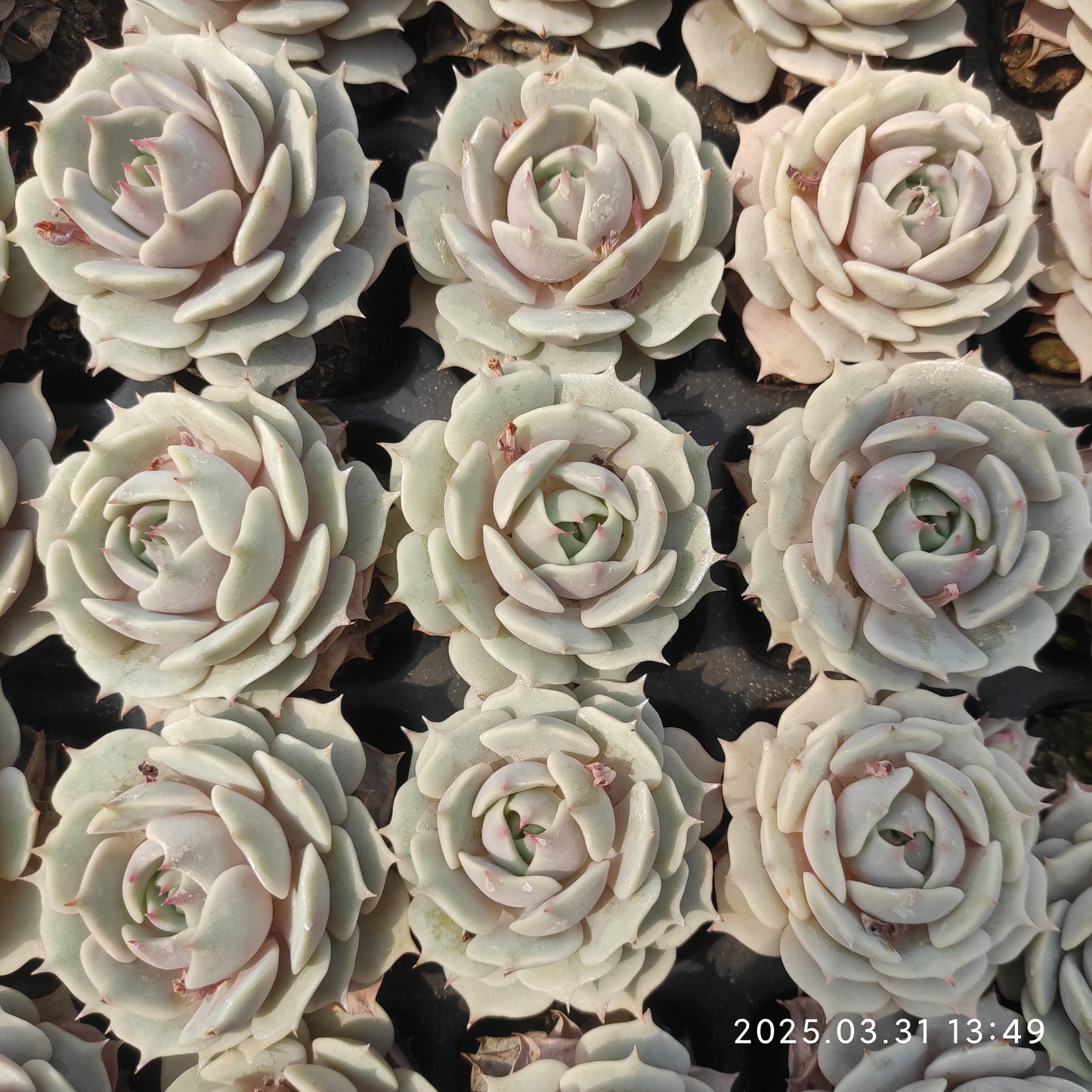 DWZ144 ローラ(7cm pot)