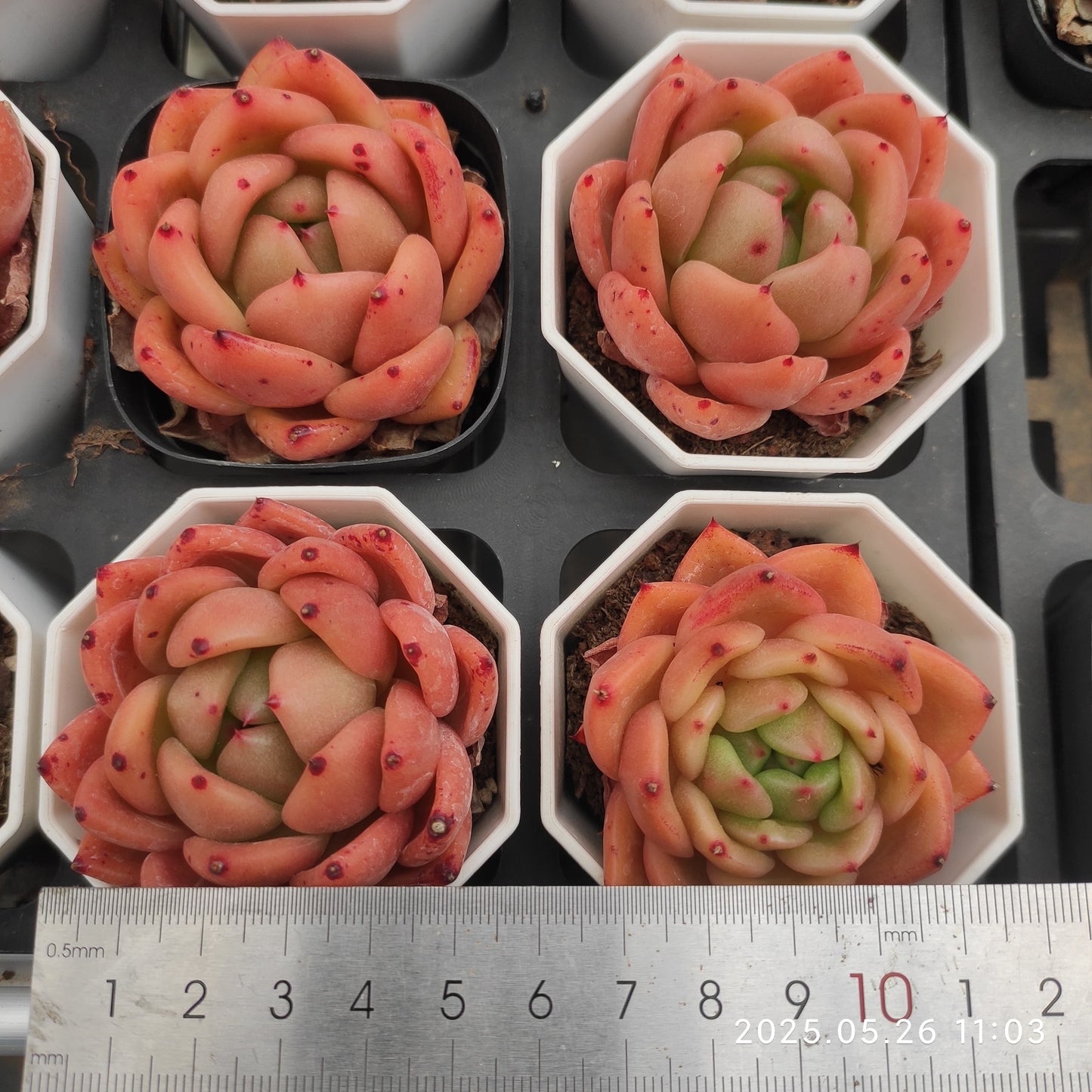 LMM151 アンコール(7cm pot)