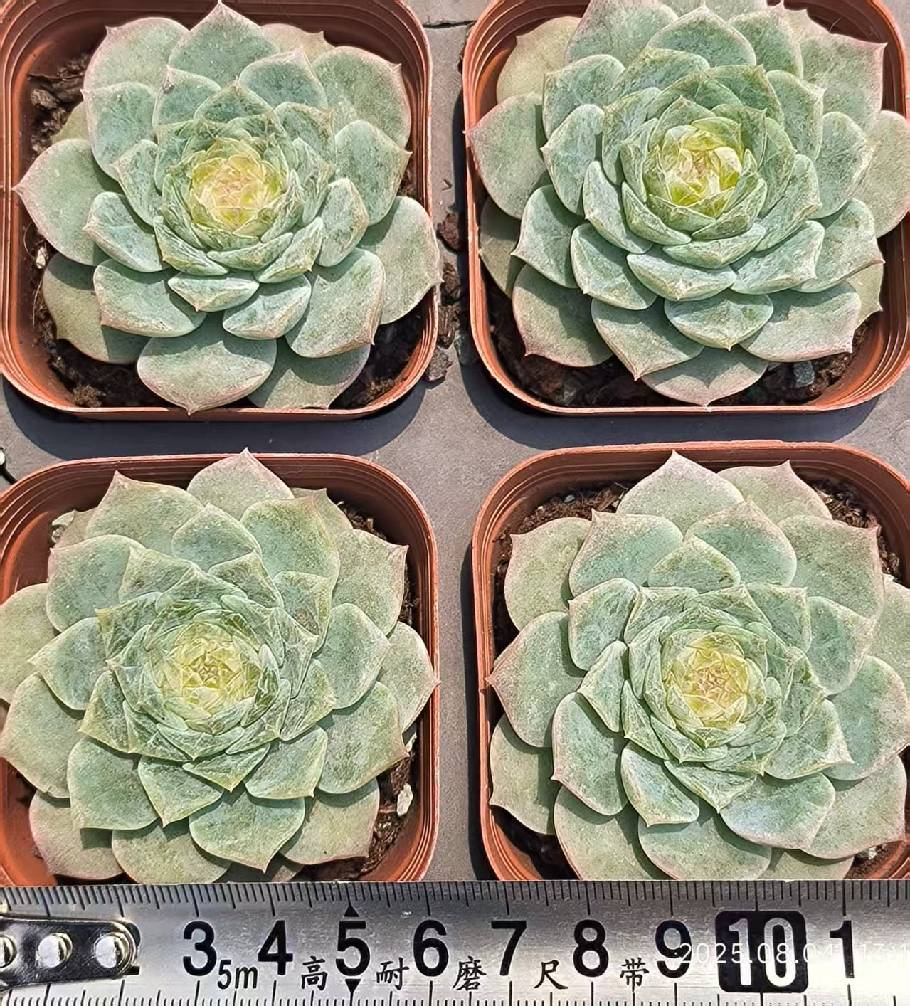 XS1062 アメイジンググレイス(6.5cm pot)