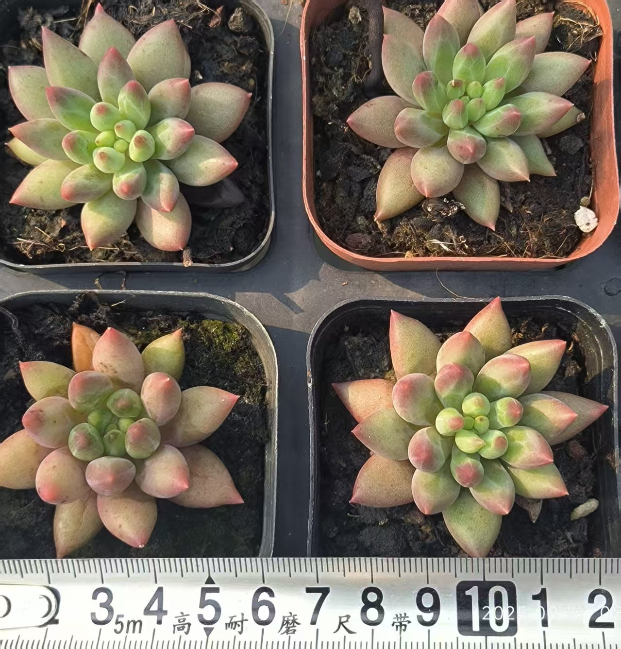 LG495 エンジェルスフィンガー(6.5cm pot)