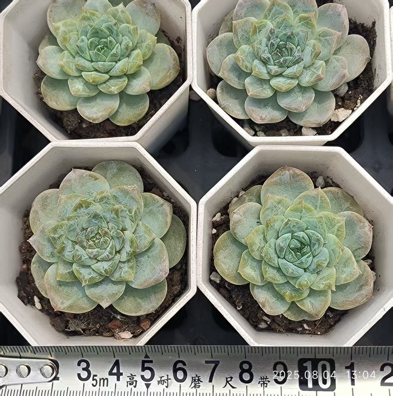 XS839 アイス (6.5cm pot)