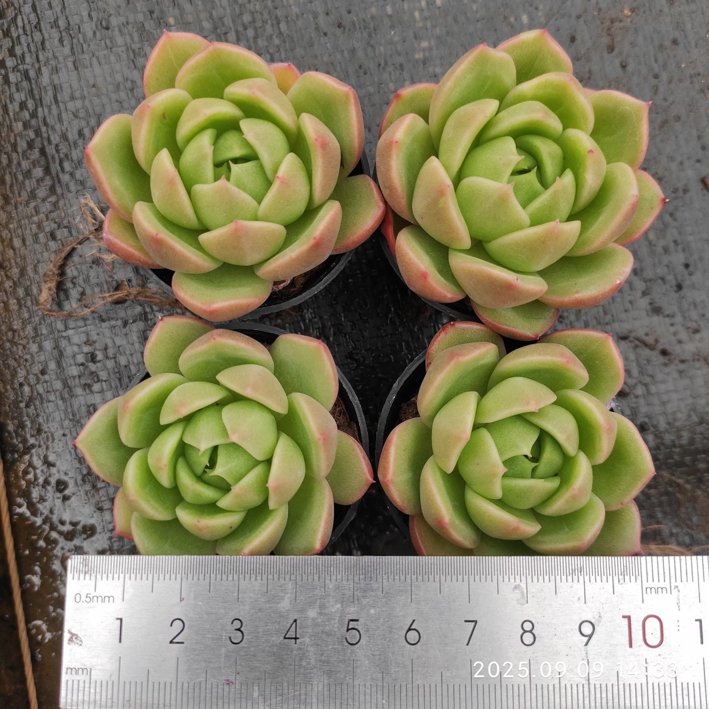 MMT507 アイスシティ(5.5cm pot)