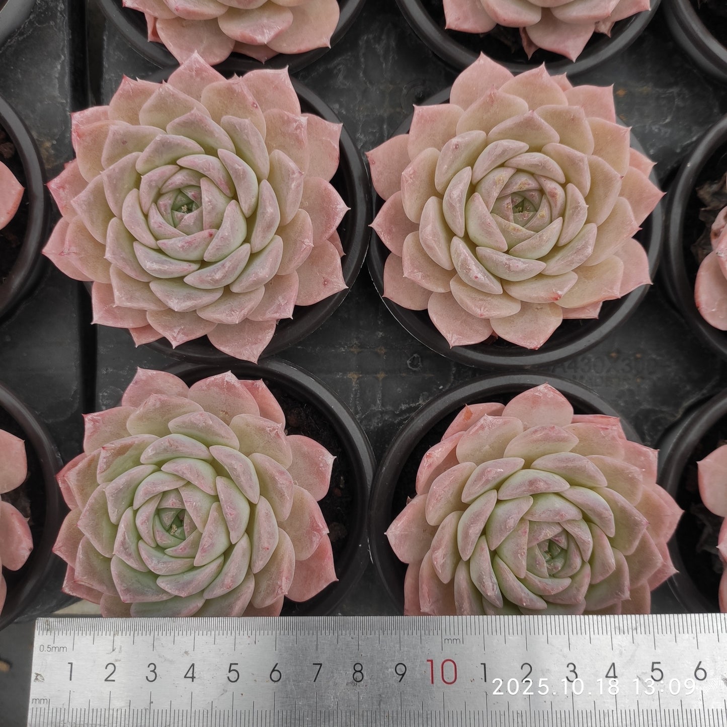 YBB369 アメージング グレースHyb(9cm pot)