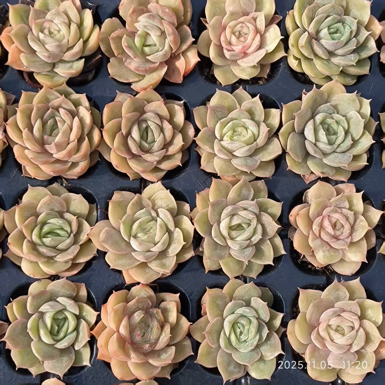 220718 オウンスロー(3cm pot)(ポット苗)