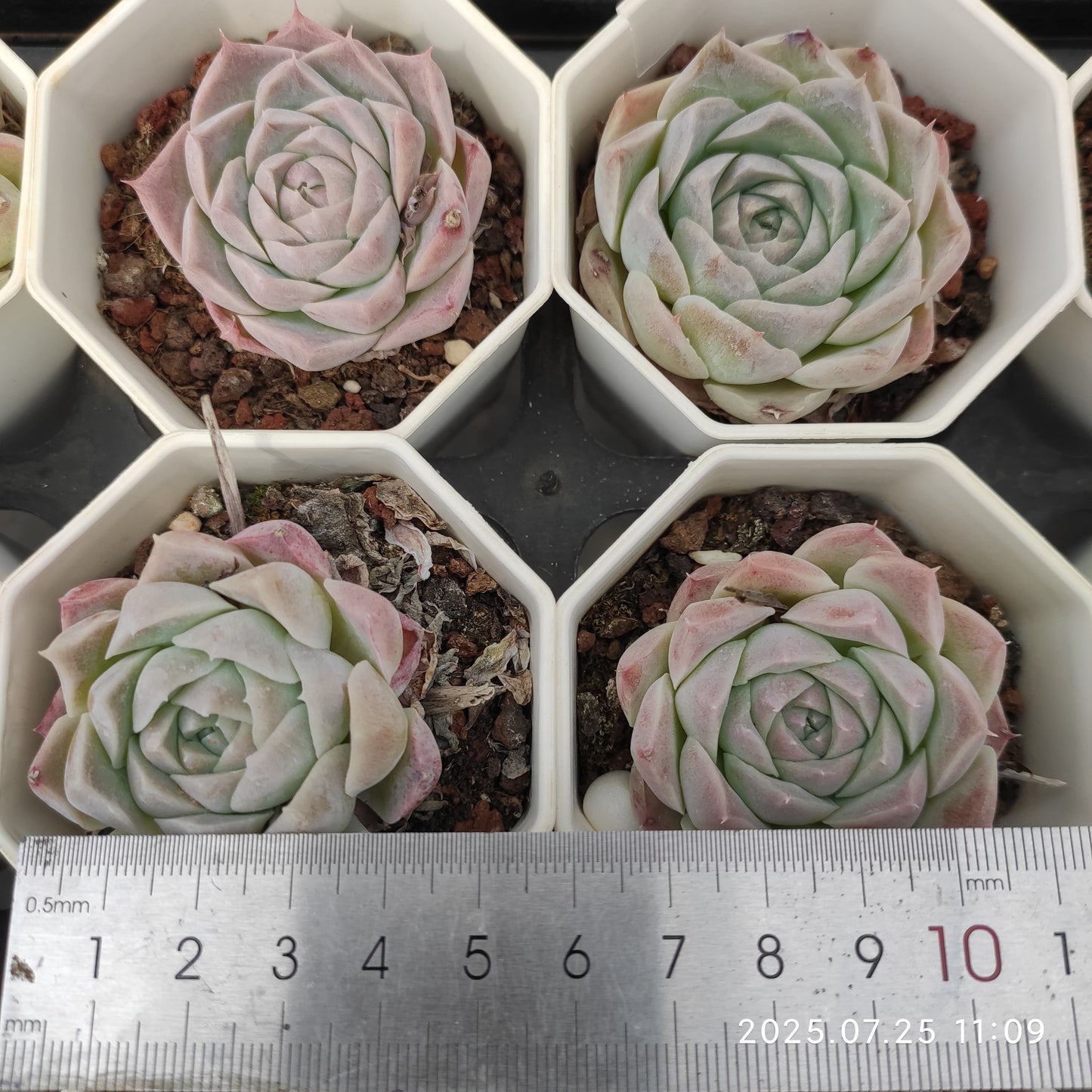 NGN026 アテナ(7cm pot)