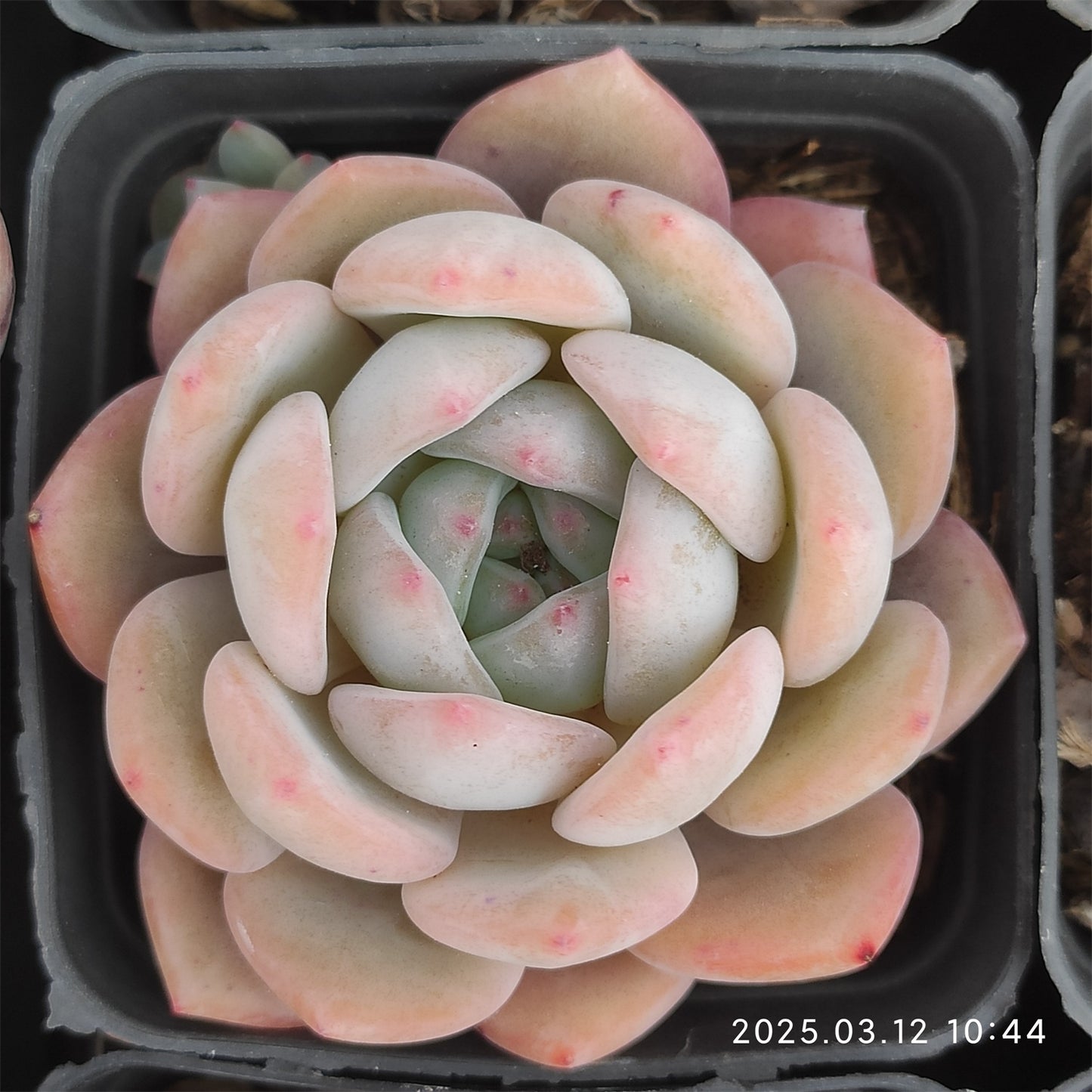 HM130 オレンジモンロー (7cm pot)