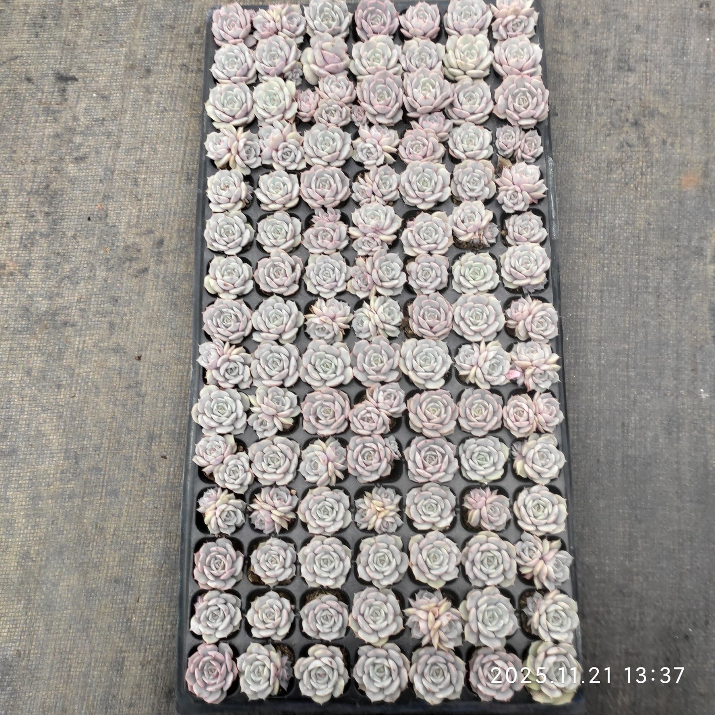 22131 ローラ(3cm pot)(ポット苗)