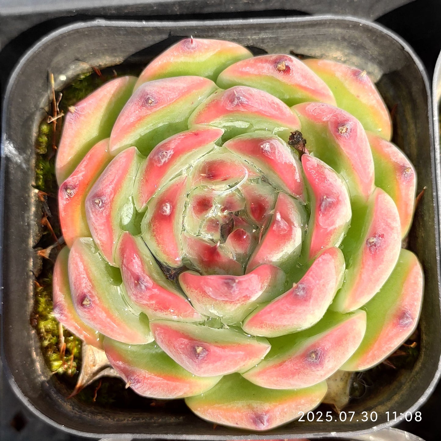 QN427 コロラータ(6.5cm pot)
