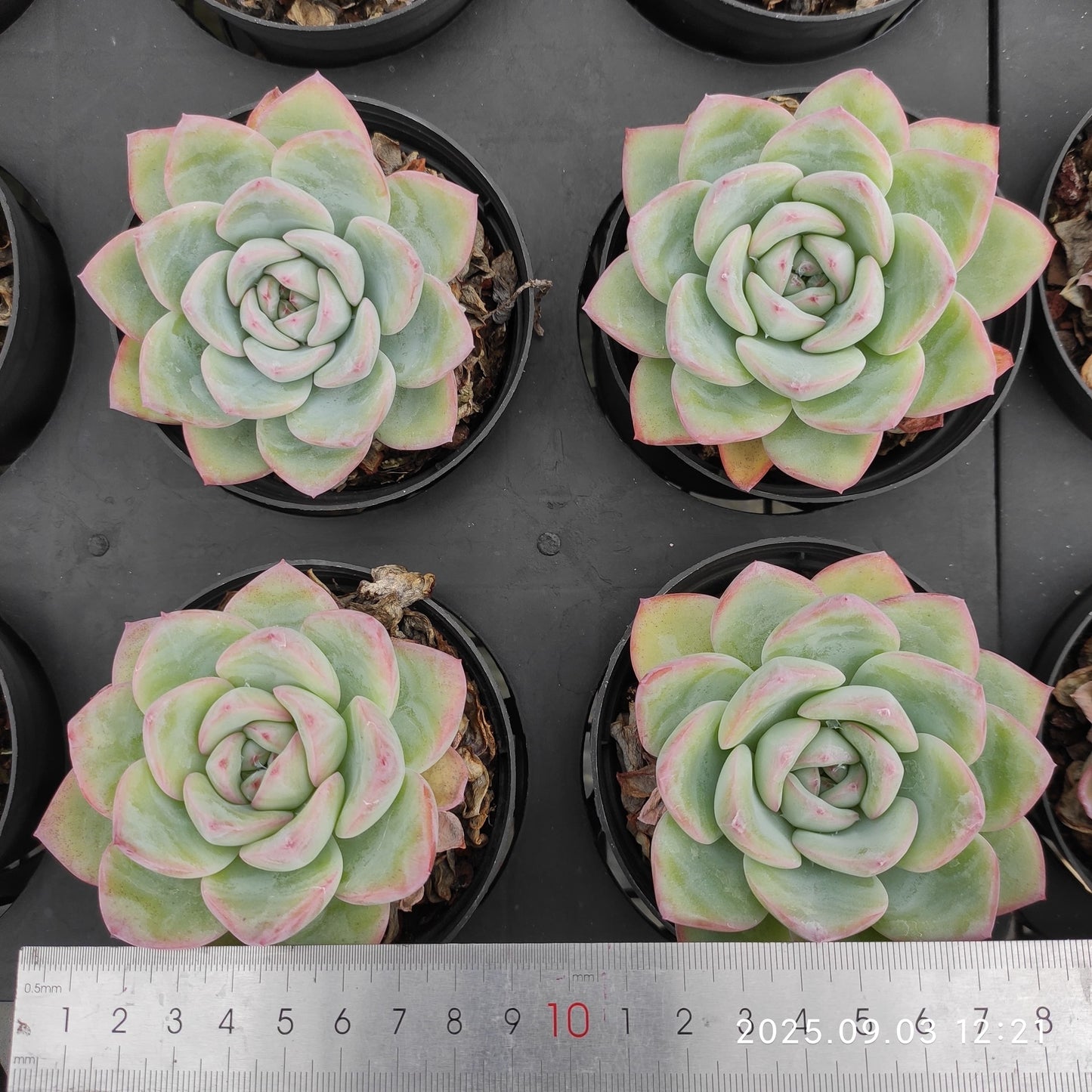 ZZA261 アマビレ(9cm pot)