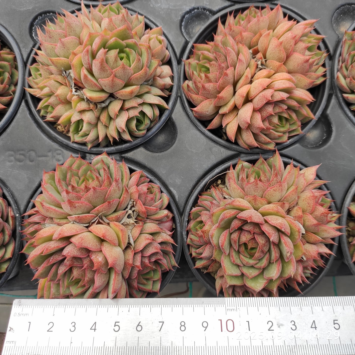 MMY1288 シスダー(9cm pot)