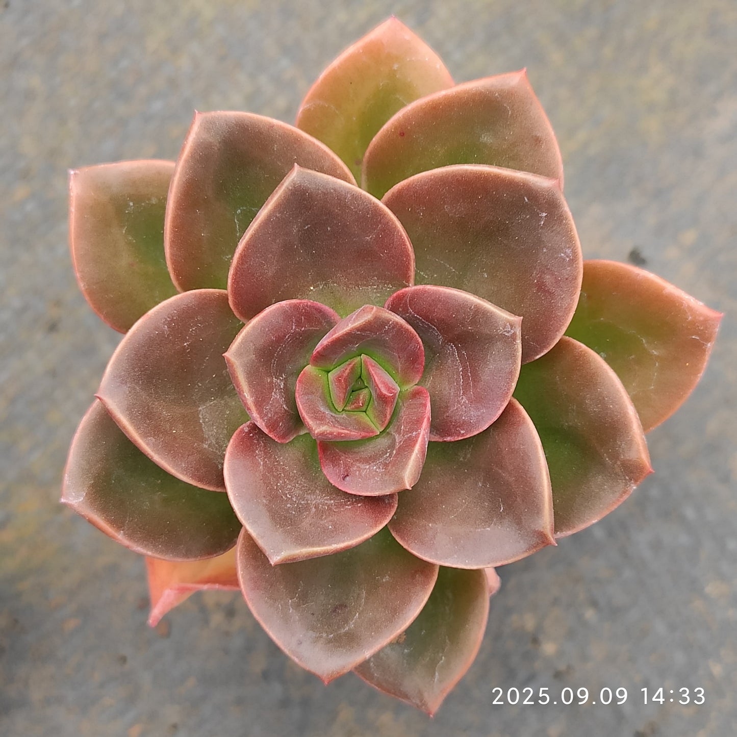 MMT506 チョコレート (5.5cm pot)