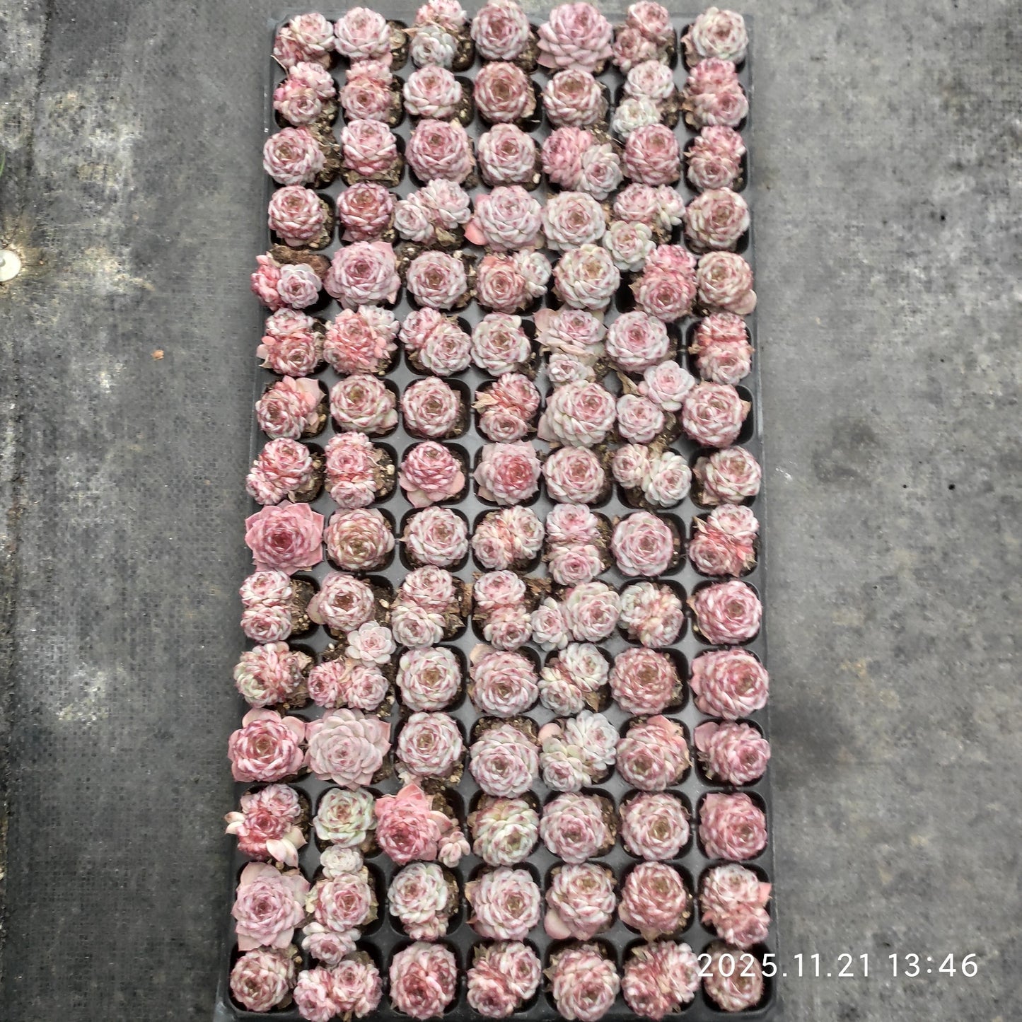 22123 レッドベルベット(3cm pot)(ポット苗)