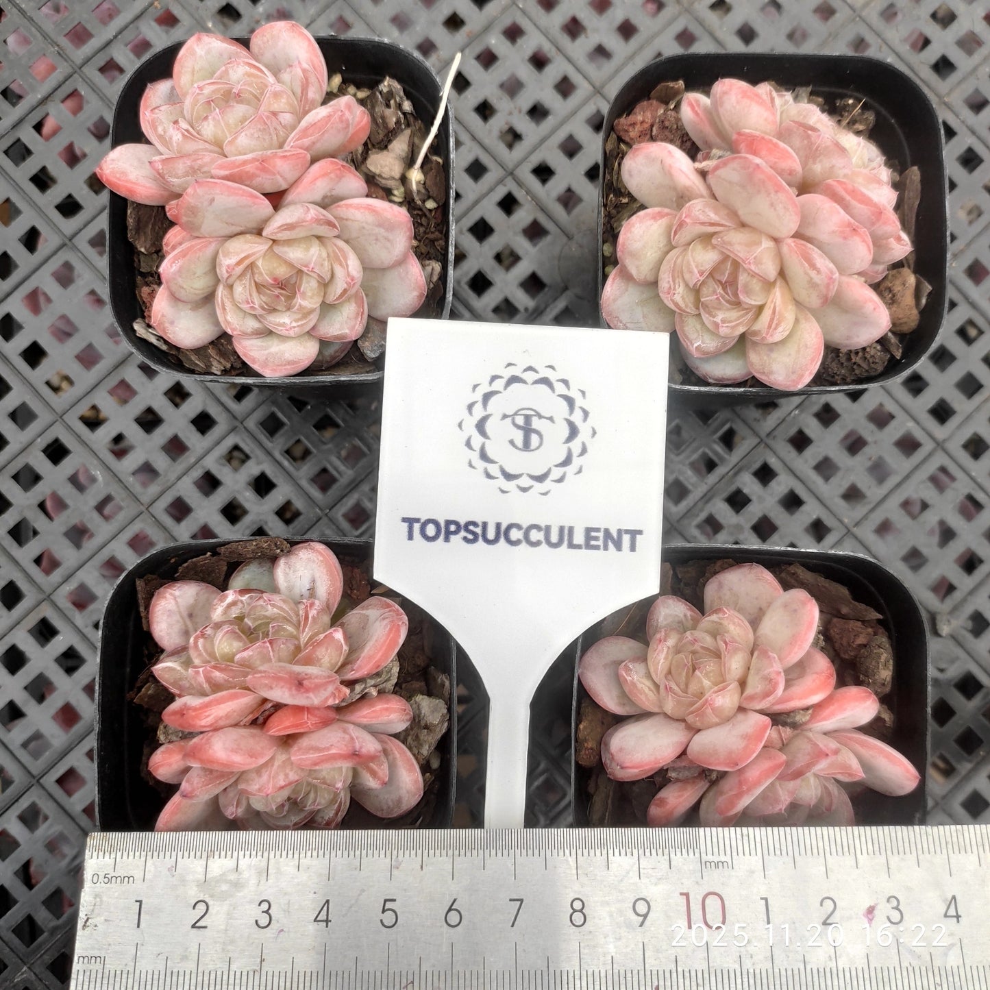 22802 スター ジェニー