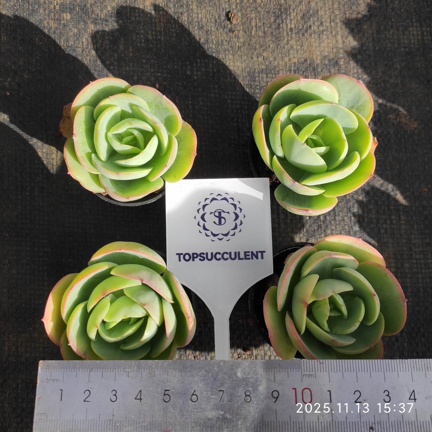 50198 ピーチプライド(5.5cm pot)