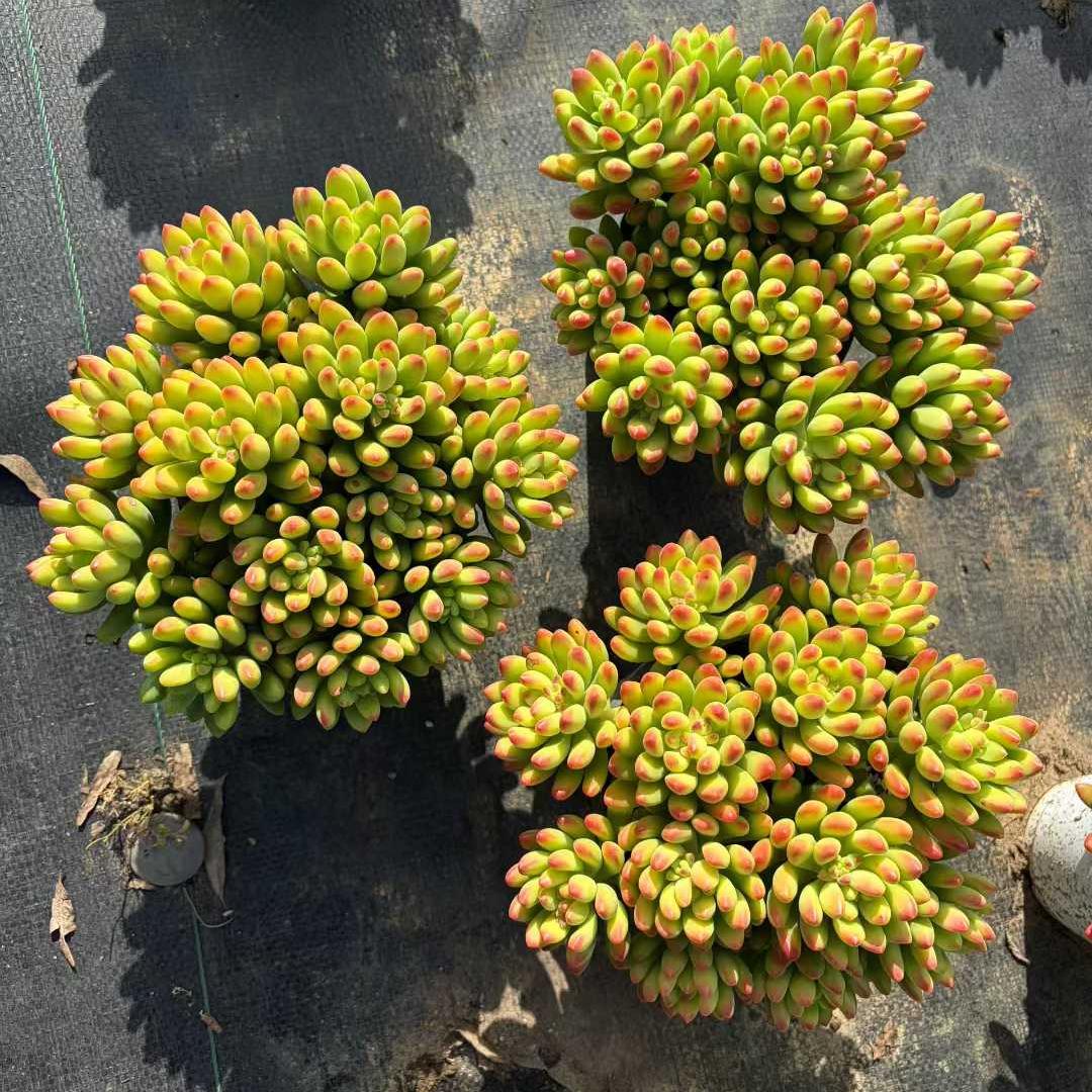 22935 アリス エブンズ(12cm pot)