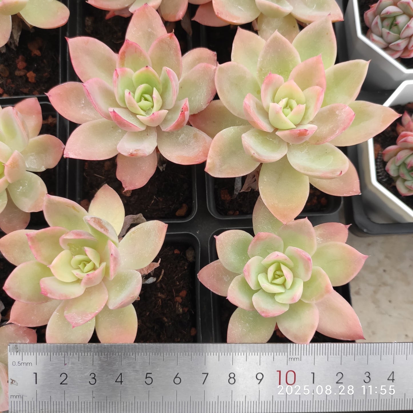 YBB031 シルクヴェール (7cm pot)