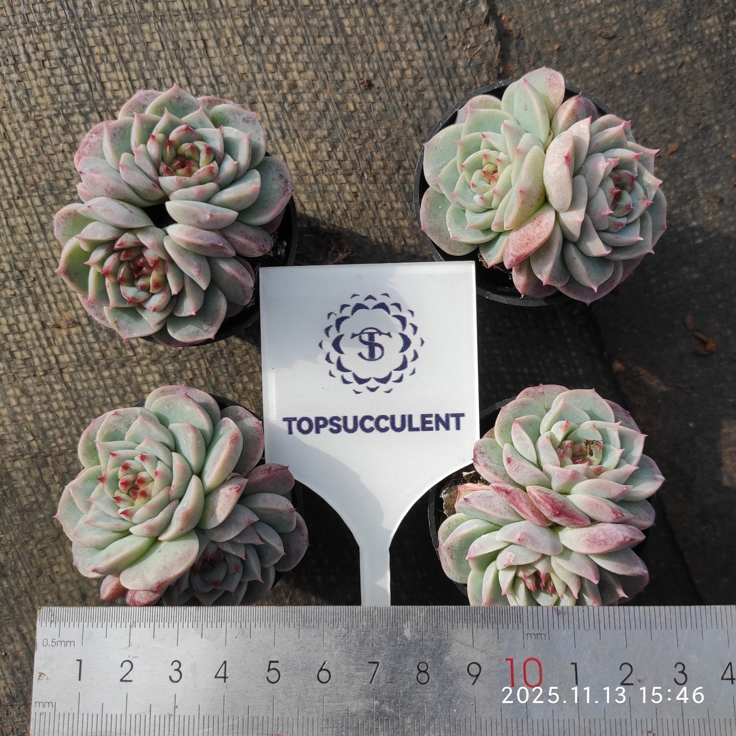 T1305 レッドベルベット(5.5cm pot)