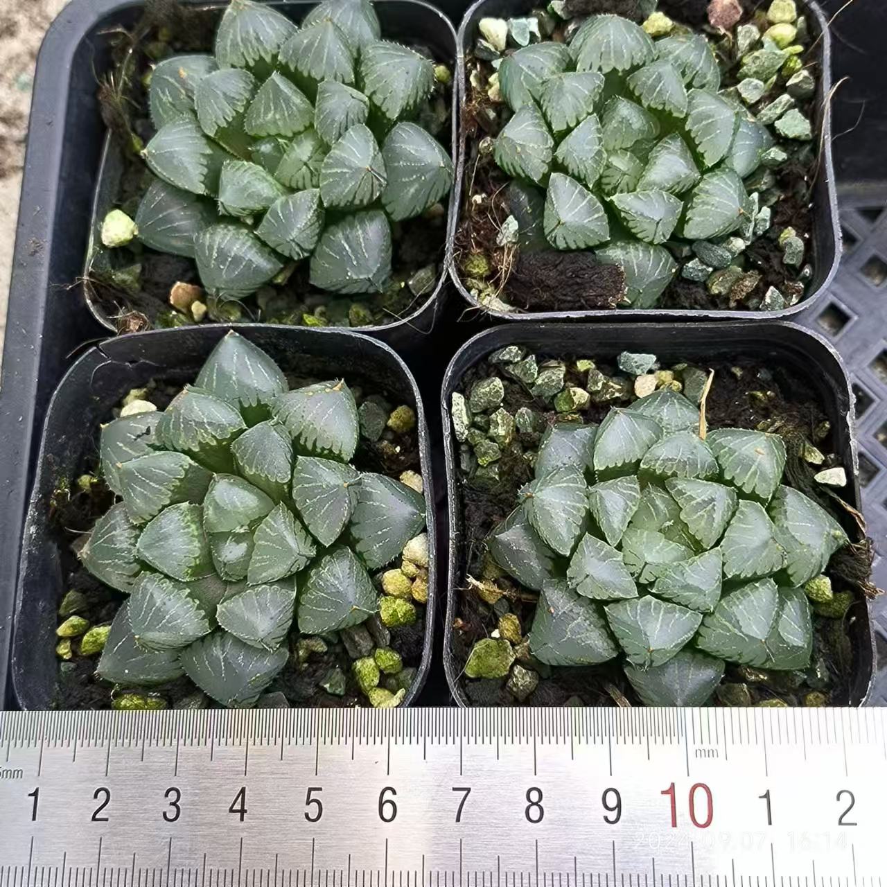 13168 ハオルチア ジェリーフィッシュ