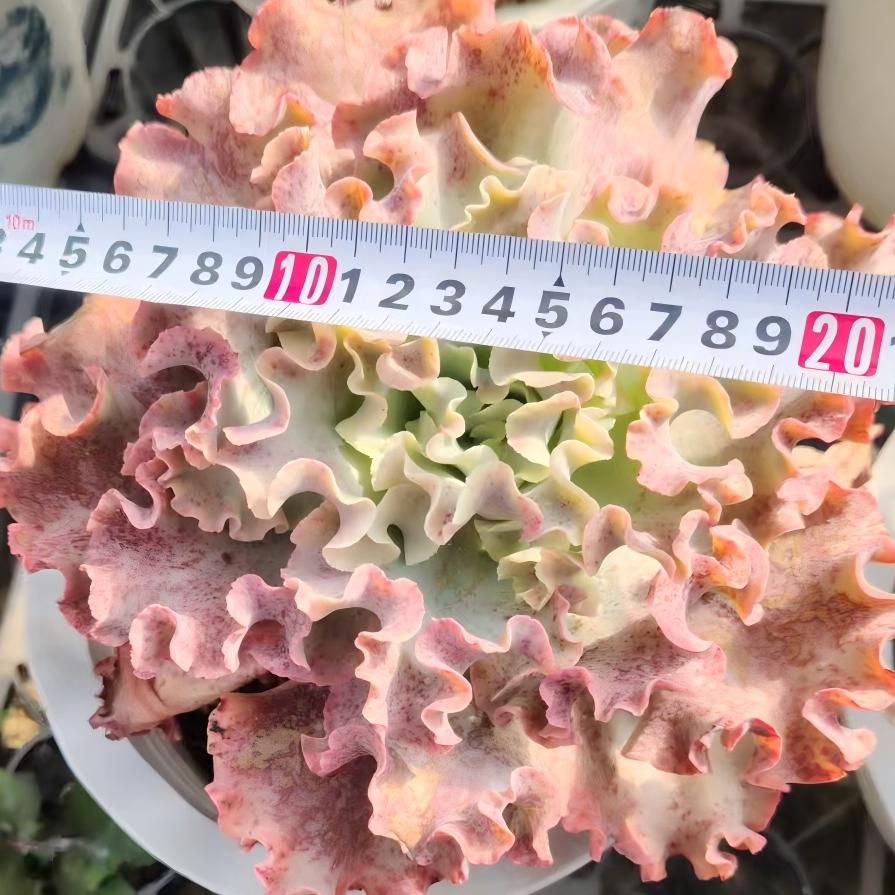 22658 メリディアン(20cm pot)