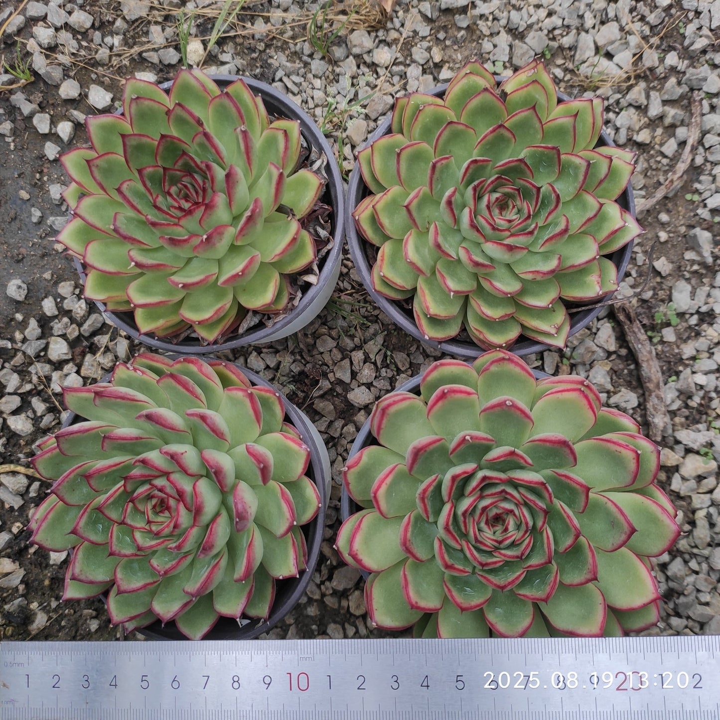 ZAJ013 ファイヤーフライ (12cm pot)