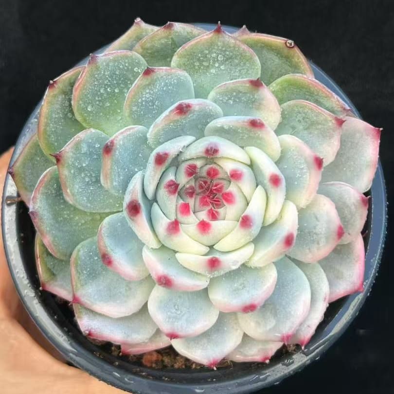 BL2051 チワワエンシス錦(10cm pot)