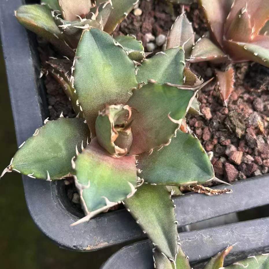 50238 アガベ チタノタ 鬼爪