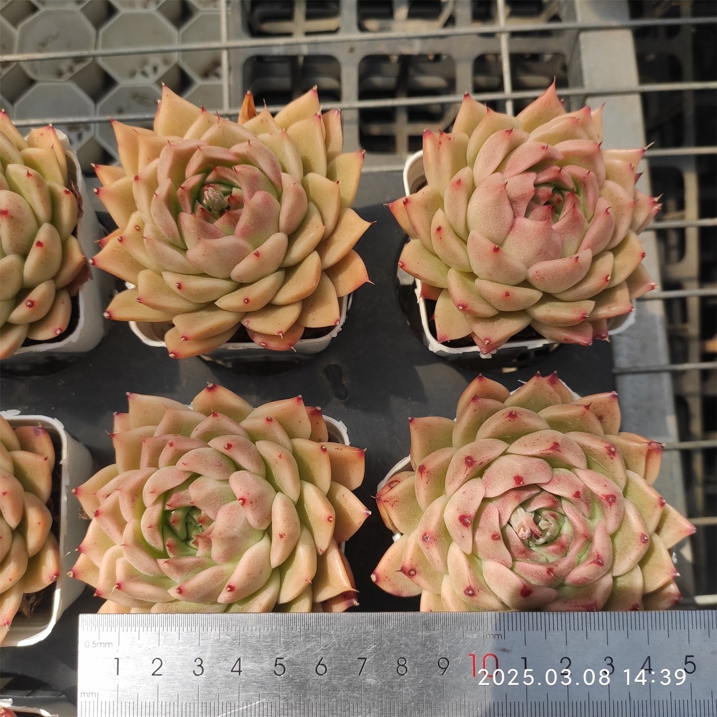 NGN591 マルギャンHyb (7cm pot)