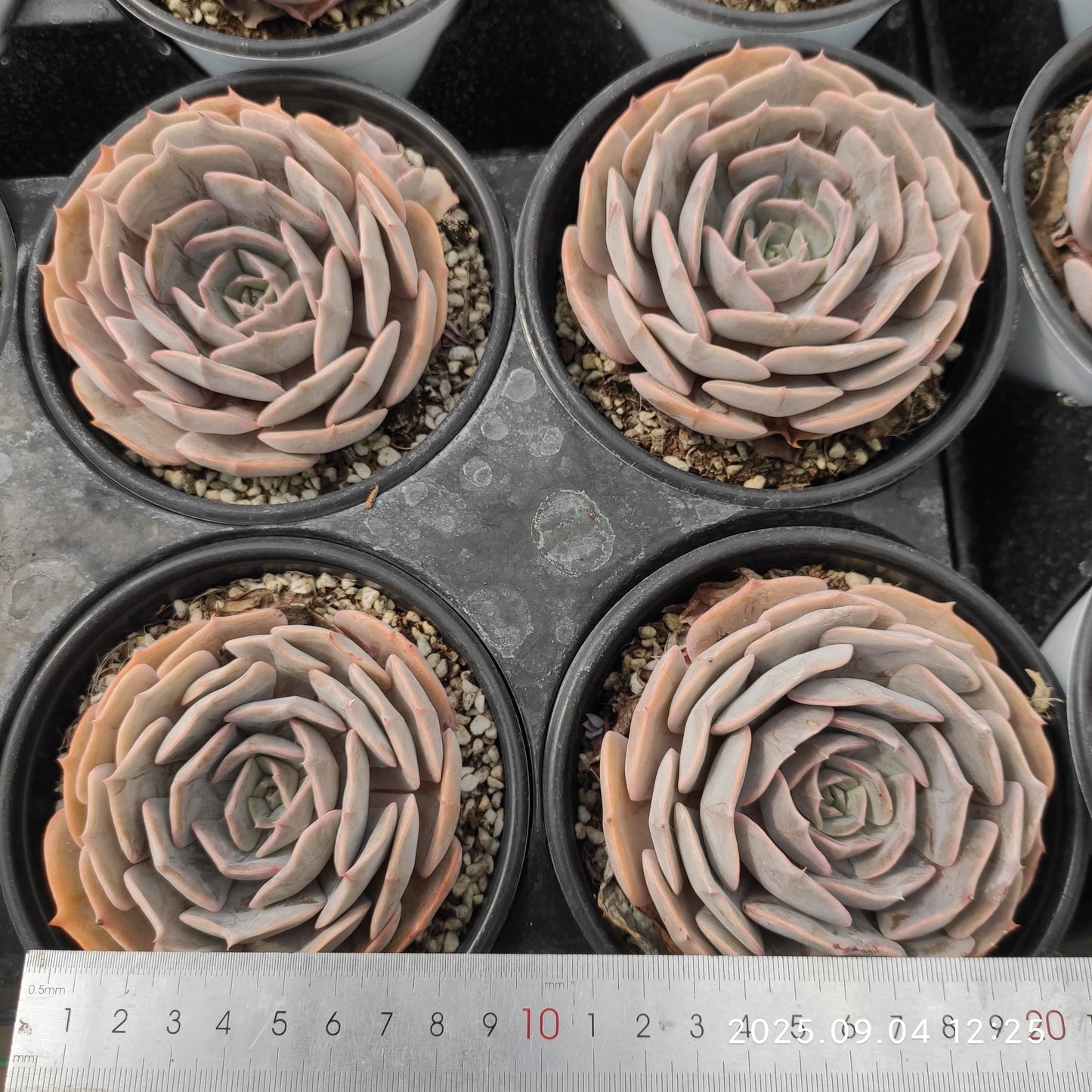 MMY872 スター ルキナ(12cm pot)